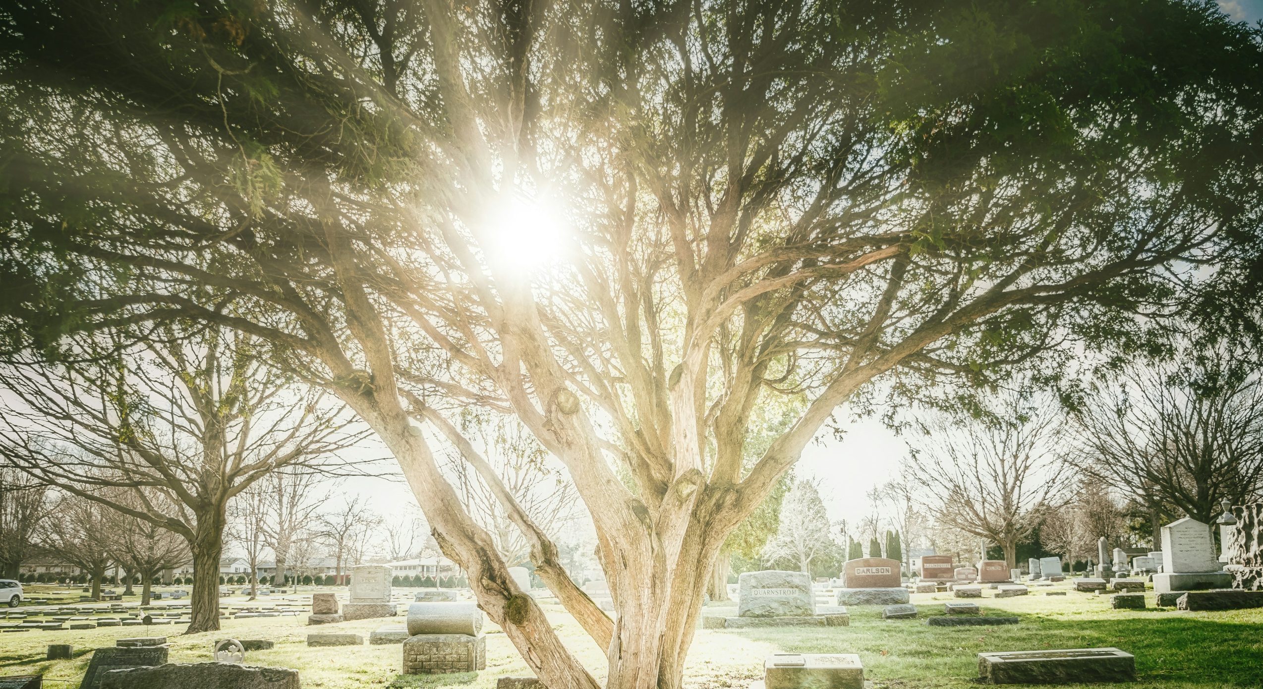 green grass field with trees during daytime